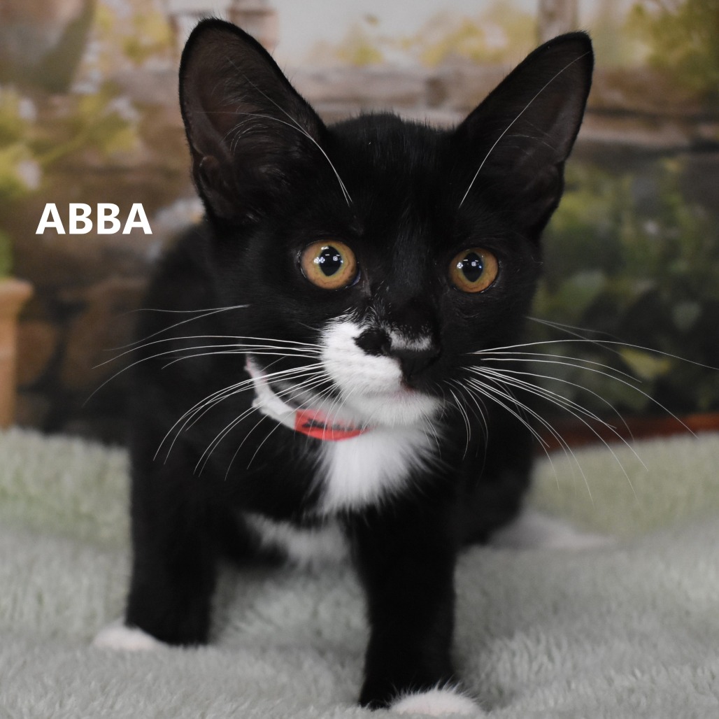 Abba