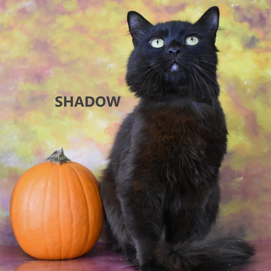 Shadow