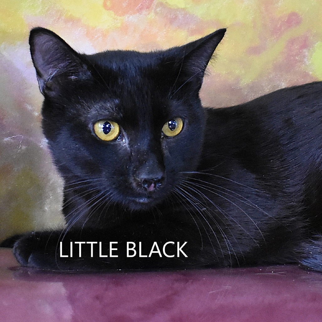 Little Black
