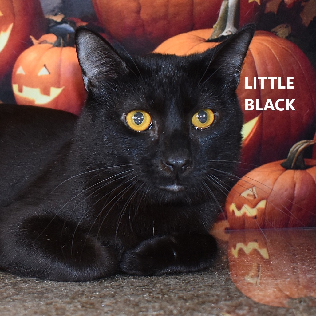 Little Black
