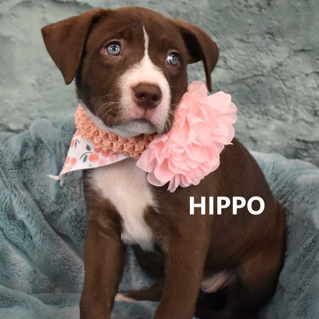 Hippo