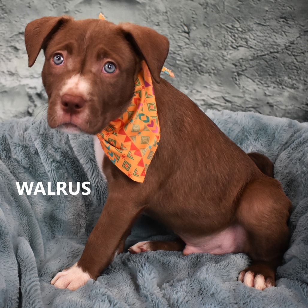 Walrus