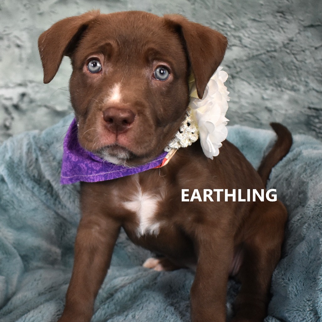 Earthling