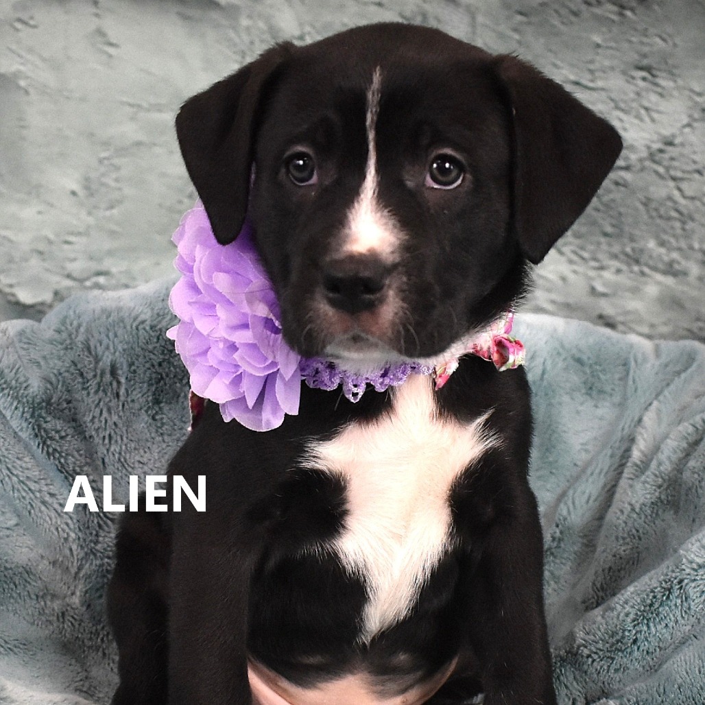 Alien