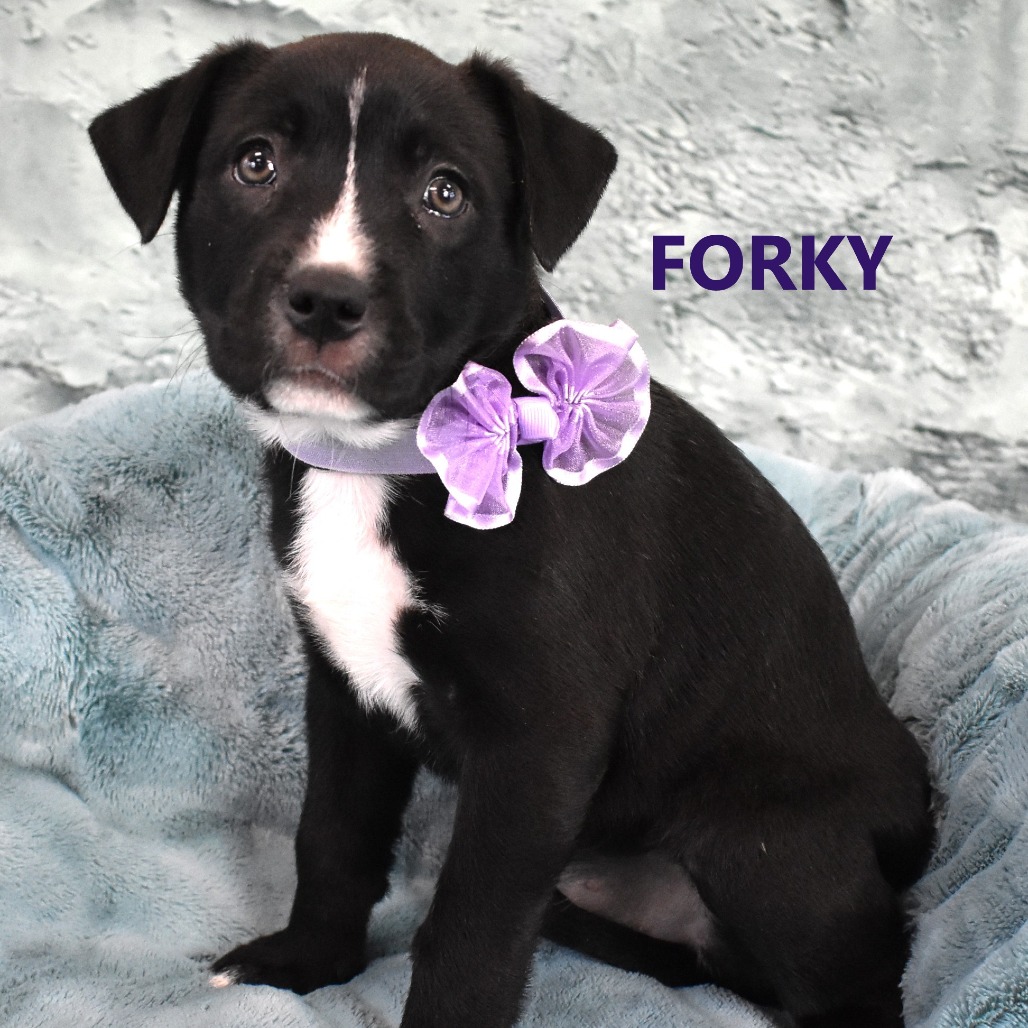 Forky