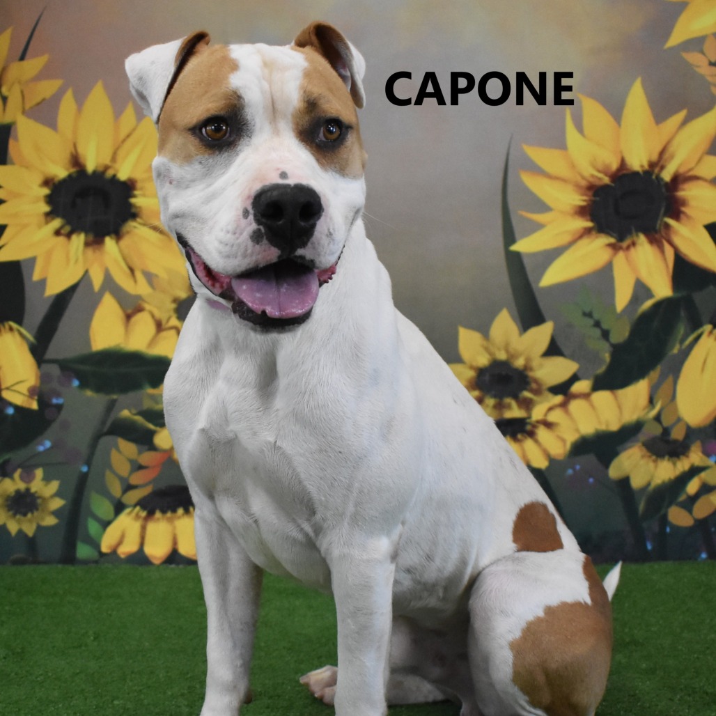 Capone 