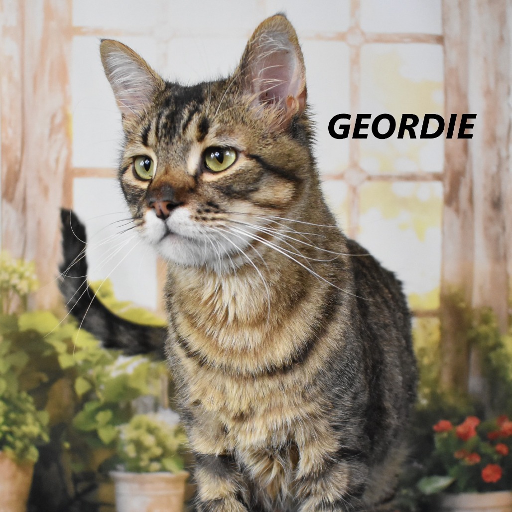 Geordie