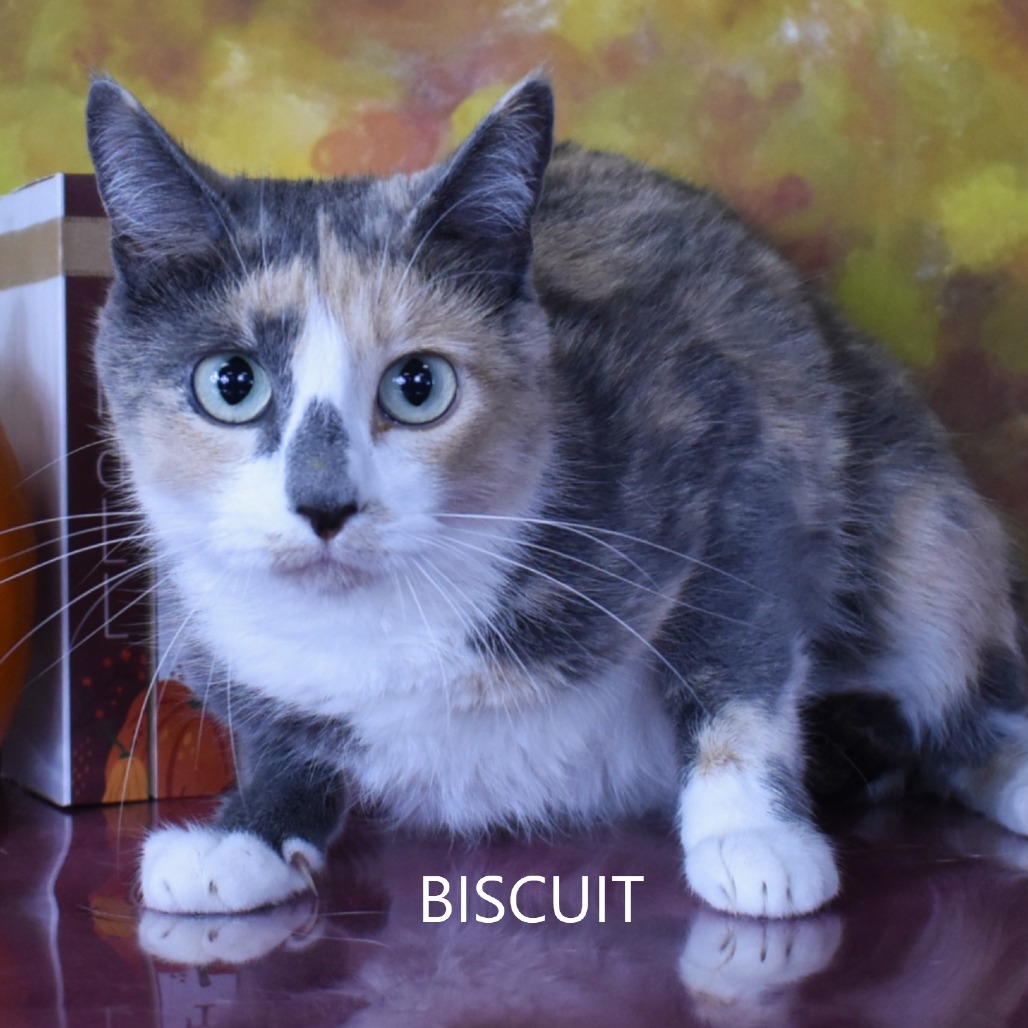 Biscuit