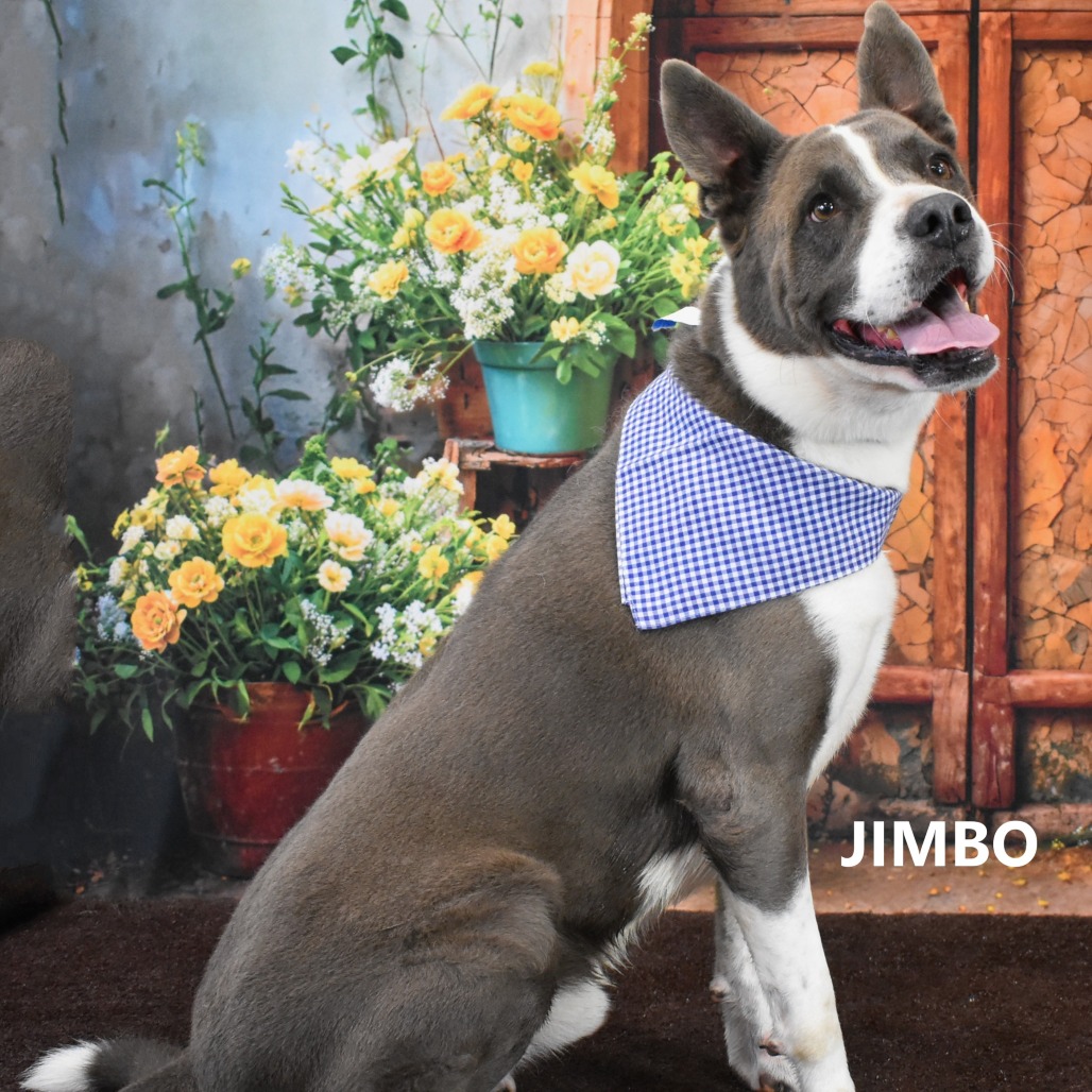 Jimbo 