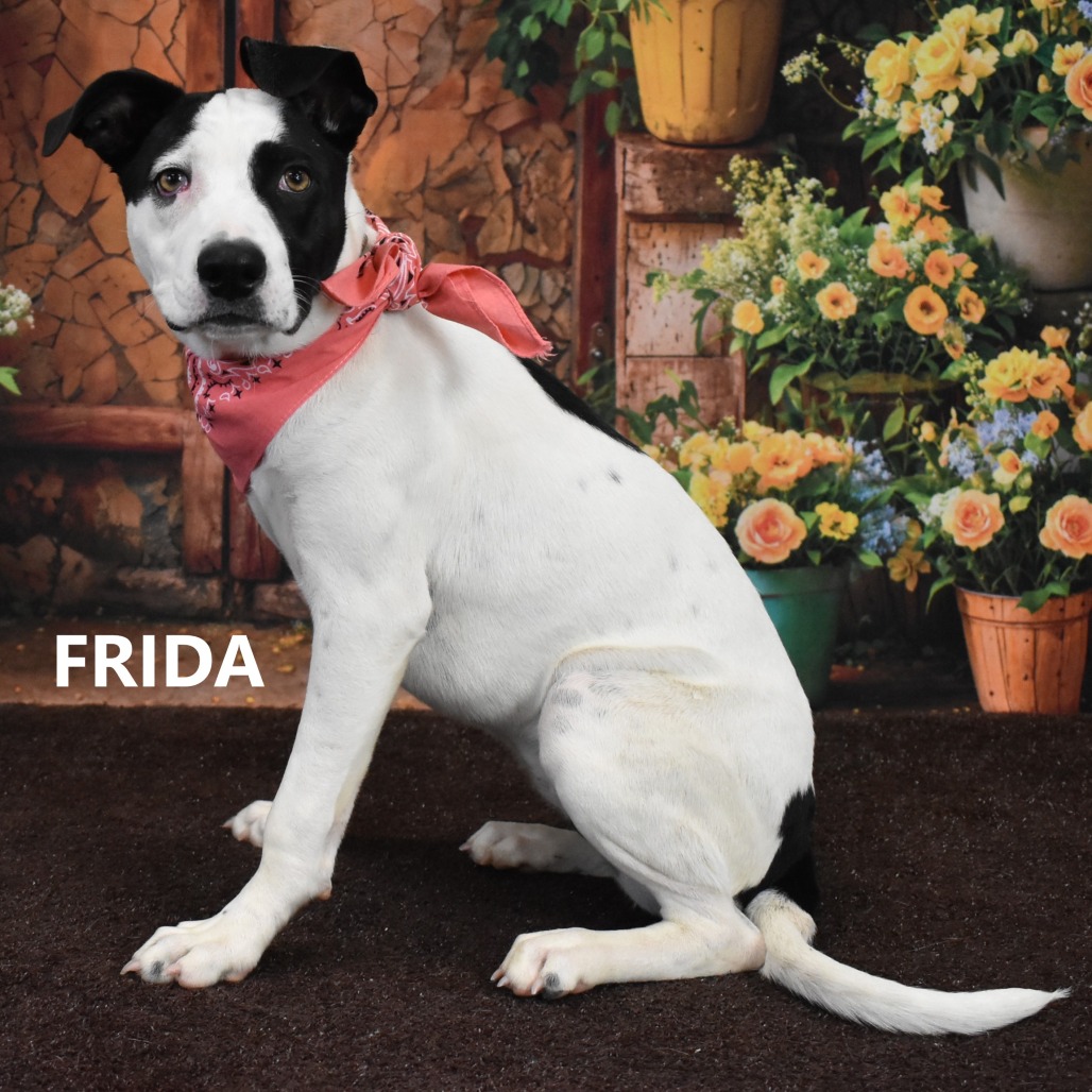 Frida