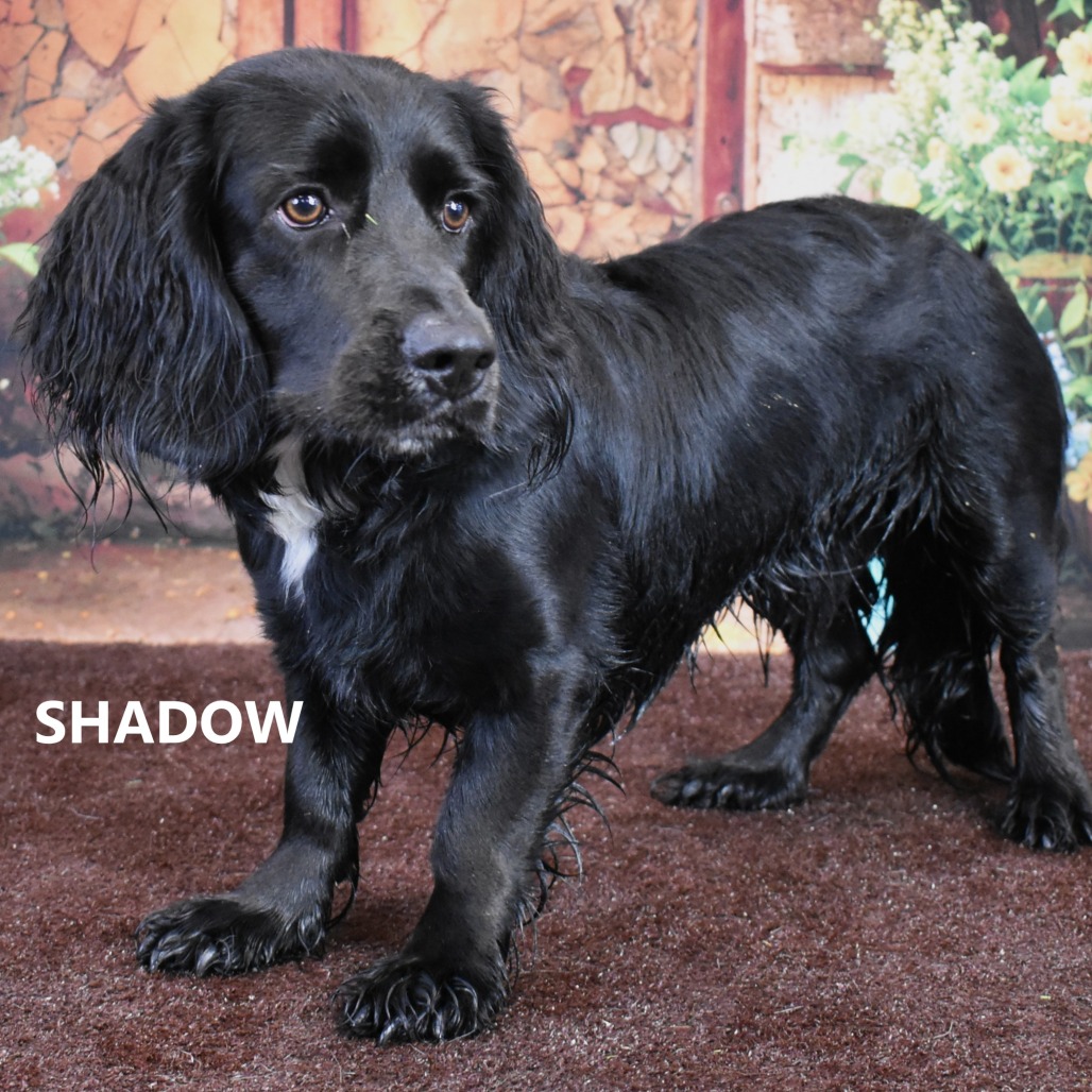 Shadow