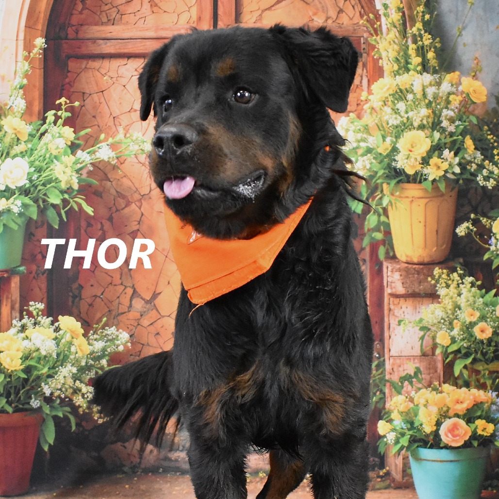 Thor