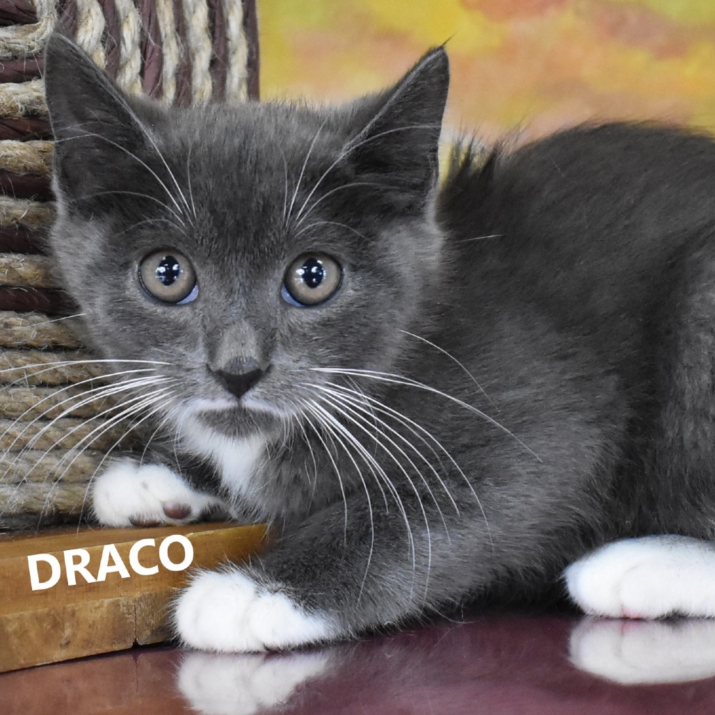Draco