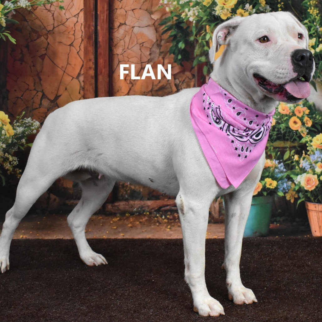 Flan