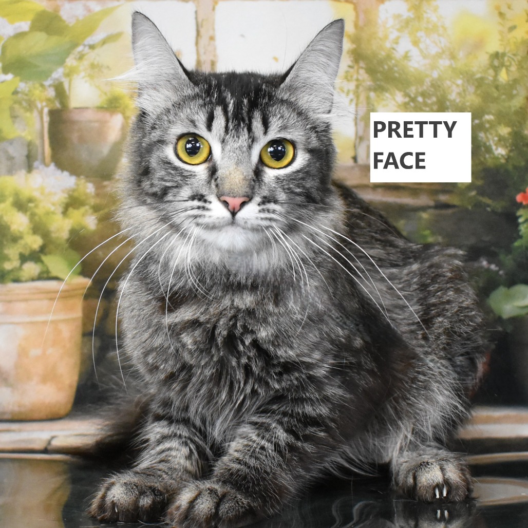 Pretty Face