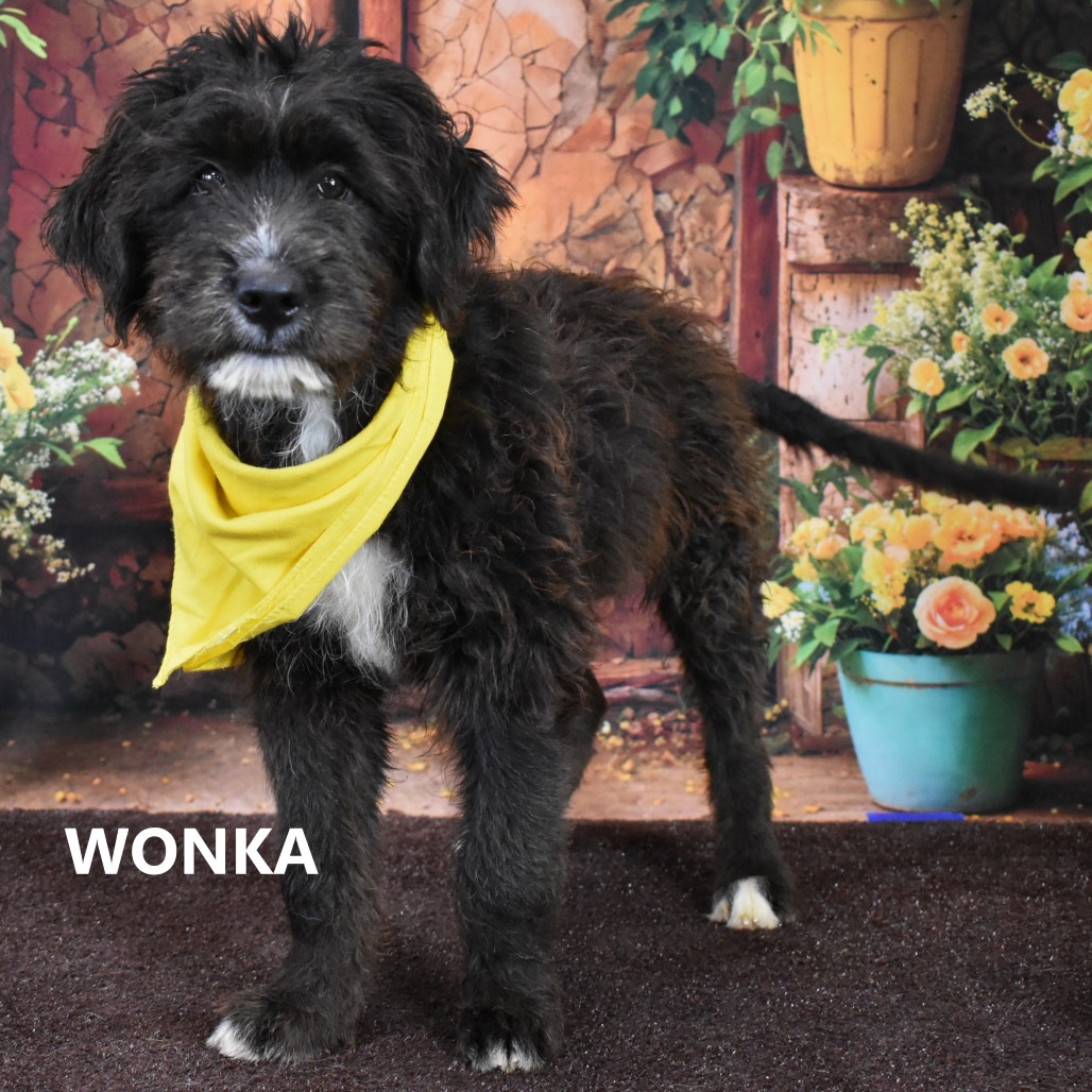Wonka