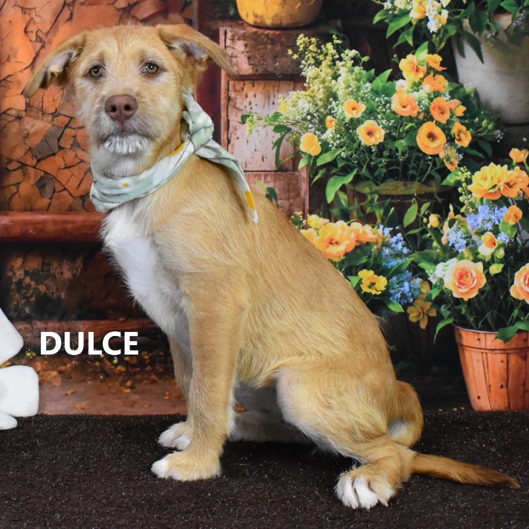 Dulce