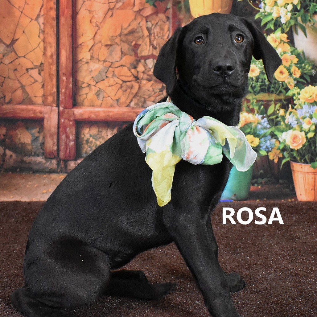 Rosa