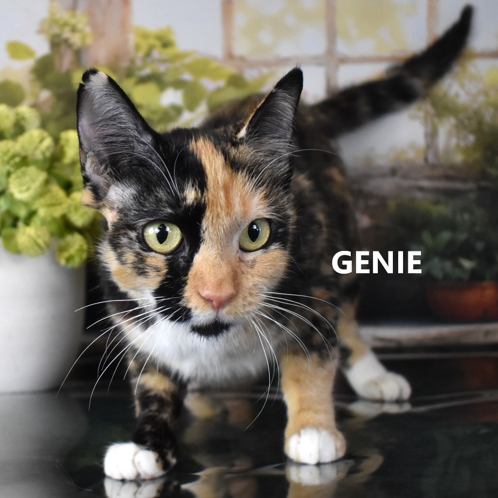 Genie
