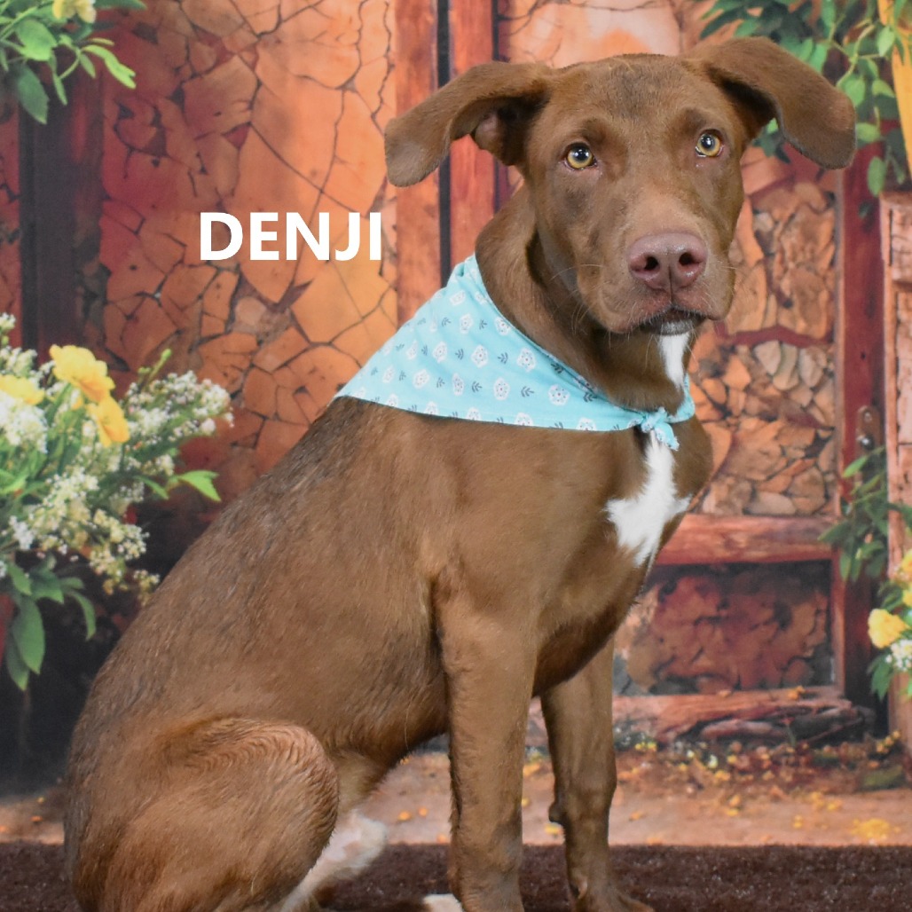 Denji 
