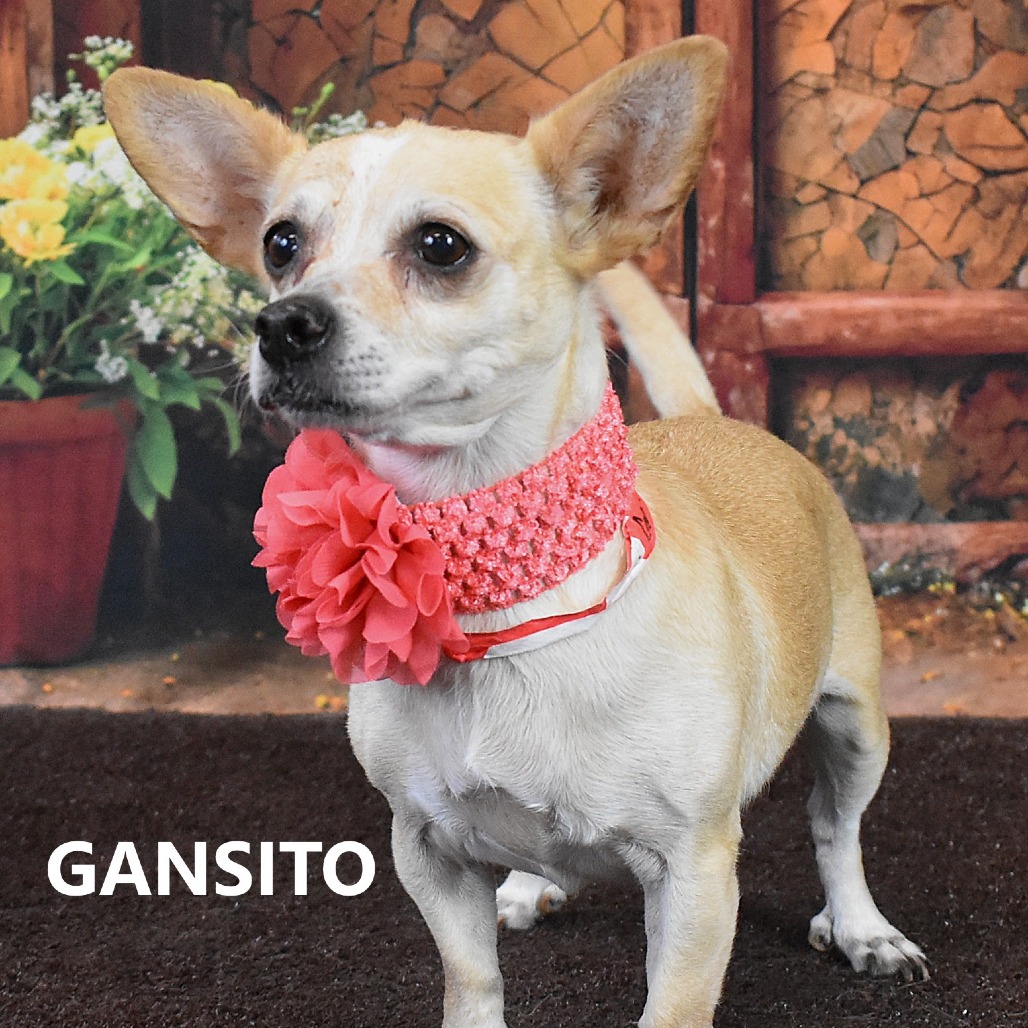 Gansito 