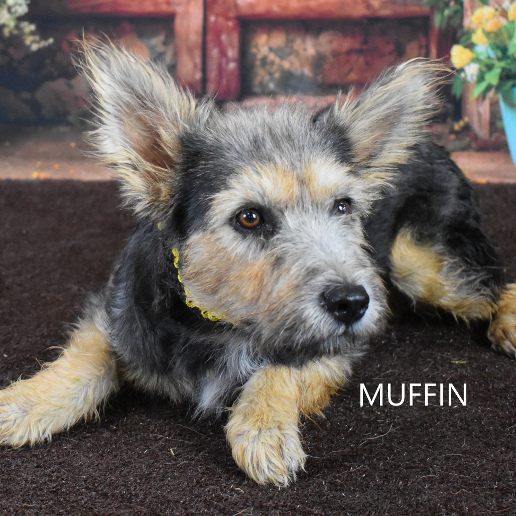 Muffin