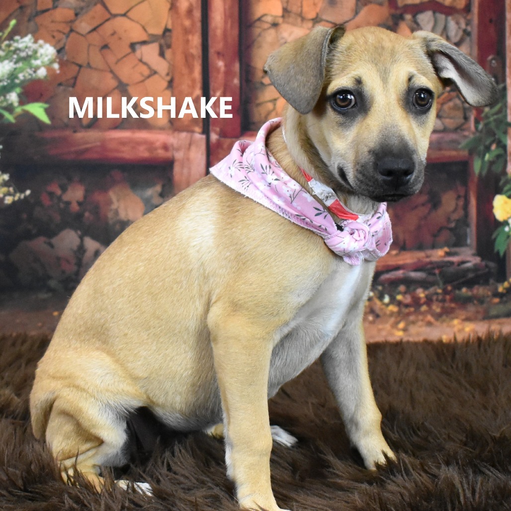 Milkshake