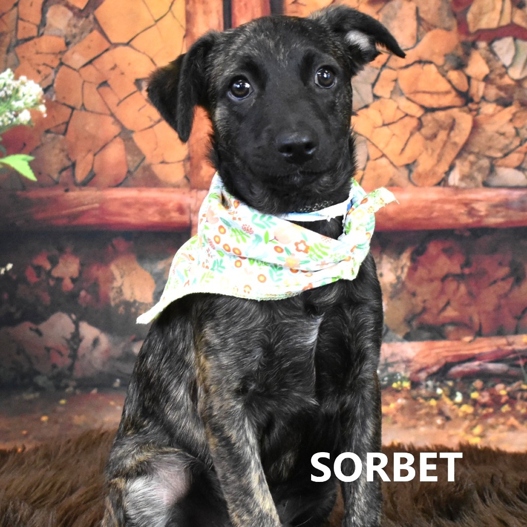 Sorbet