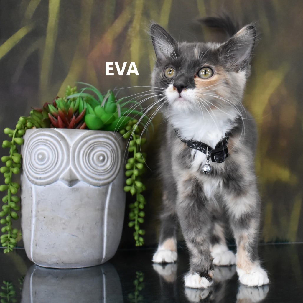 Eva