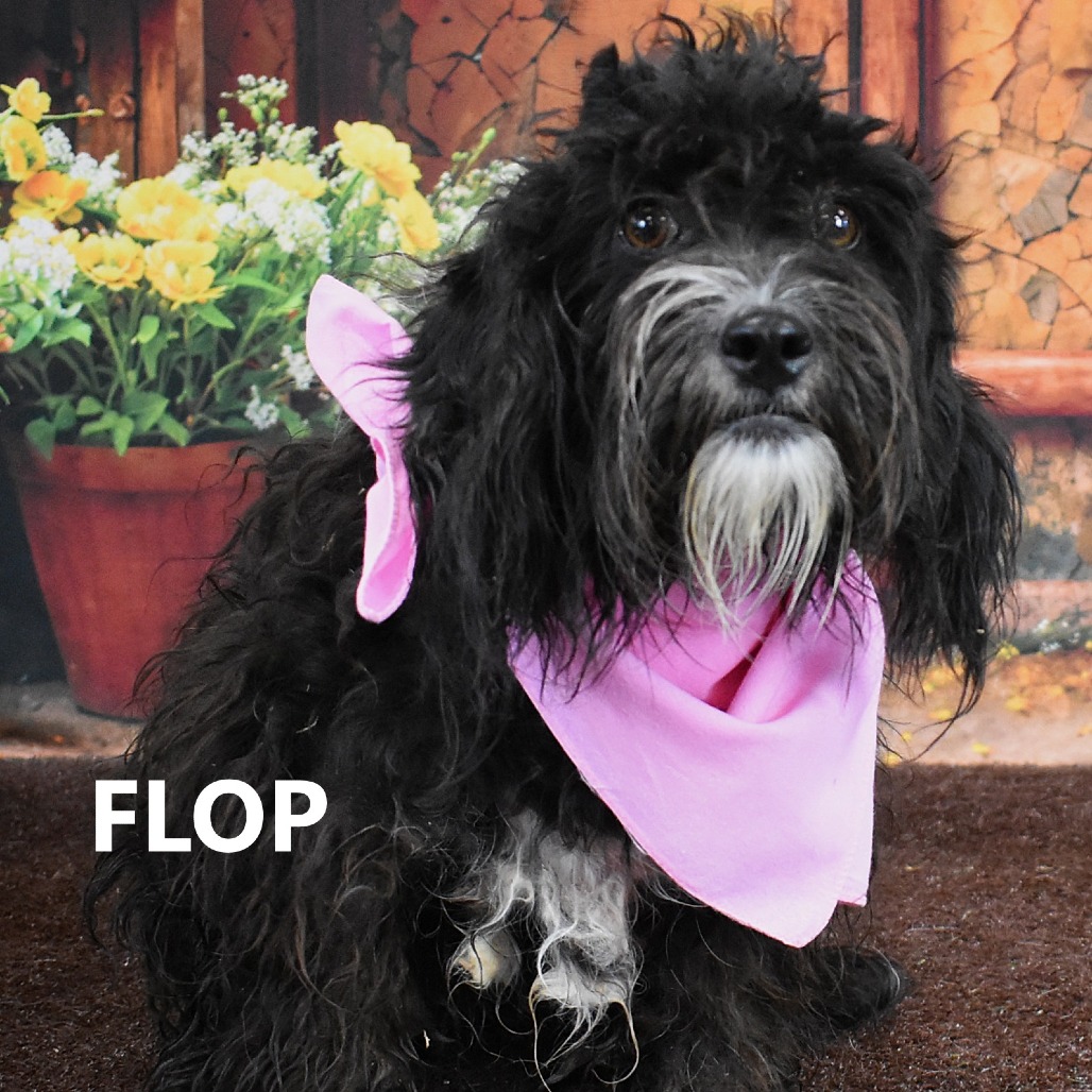 Flop