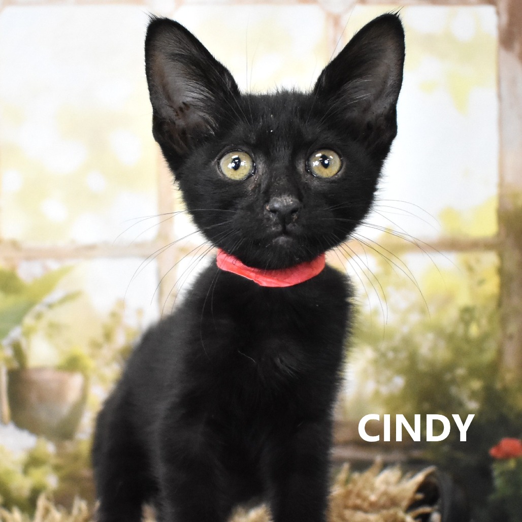 Cindy