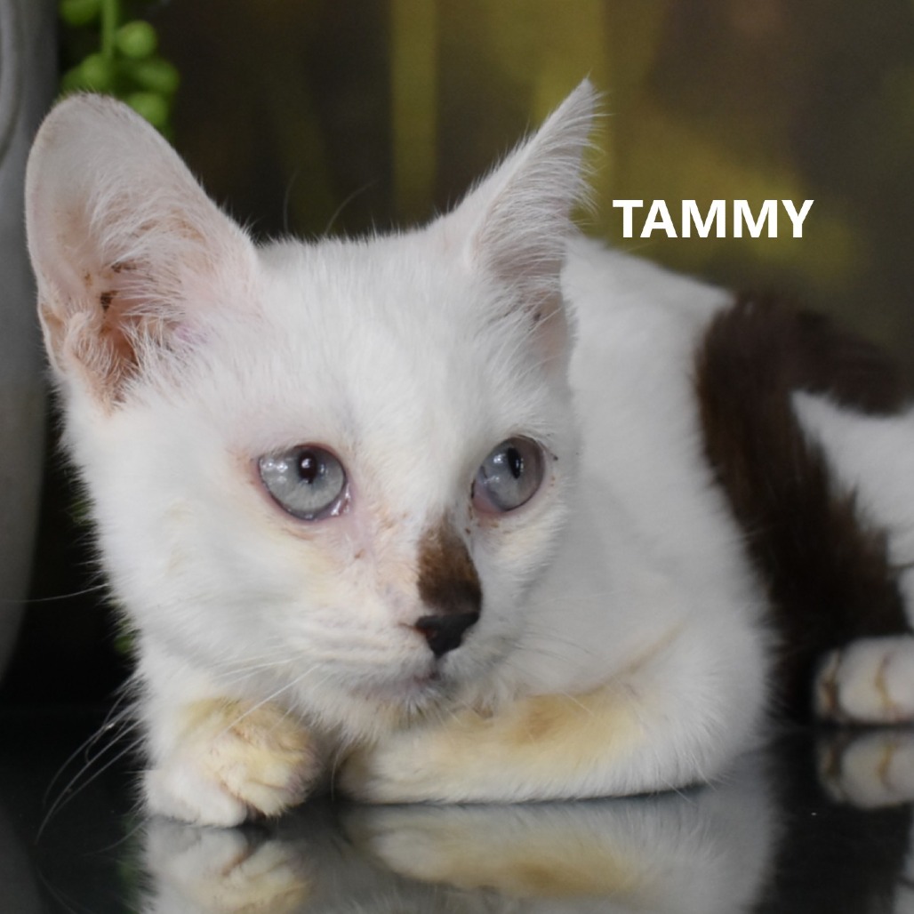 Tammy