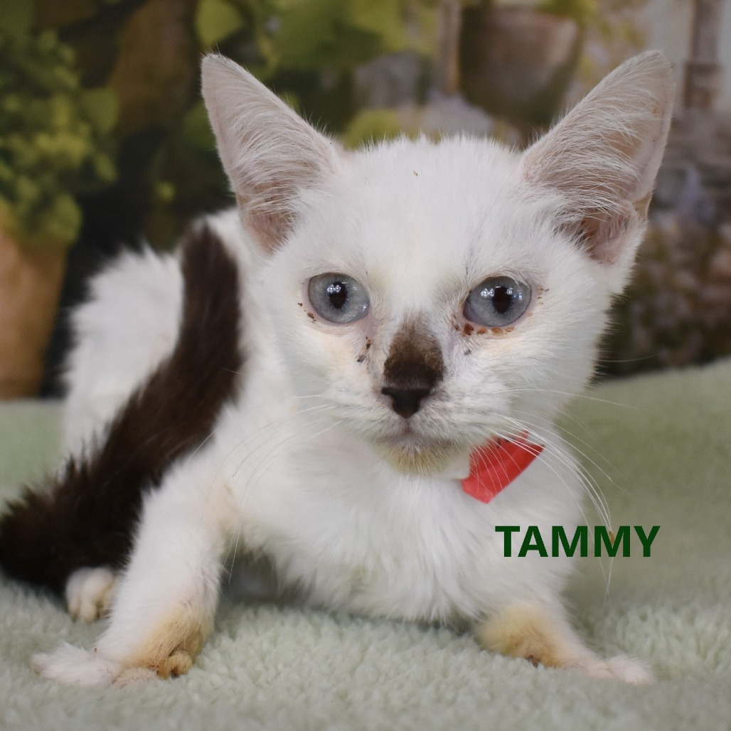 Tammy