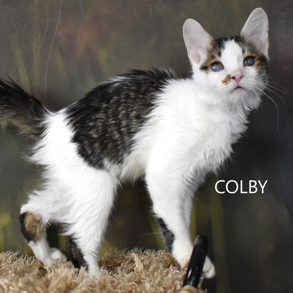 Colby