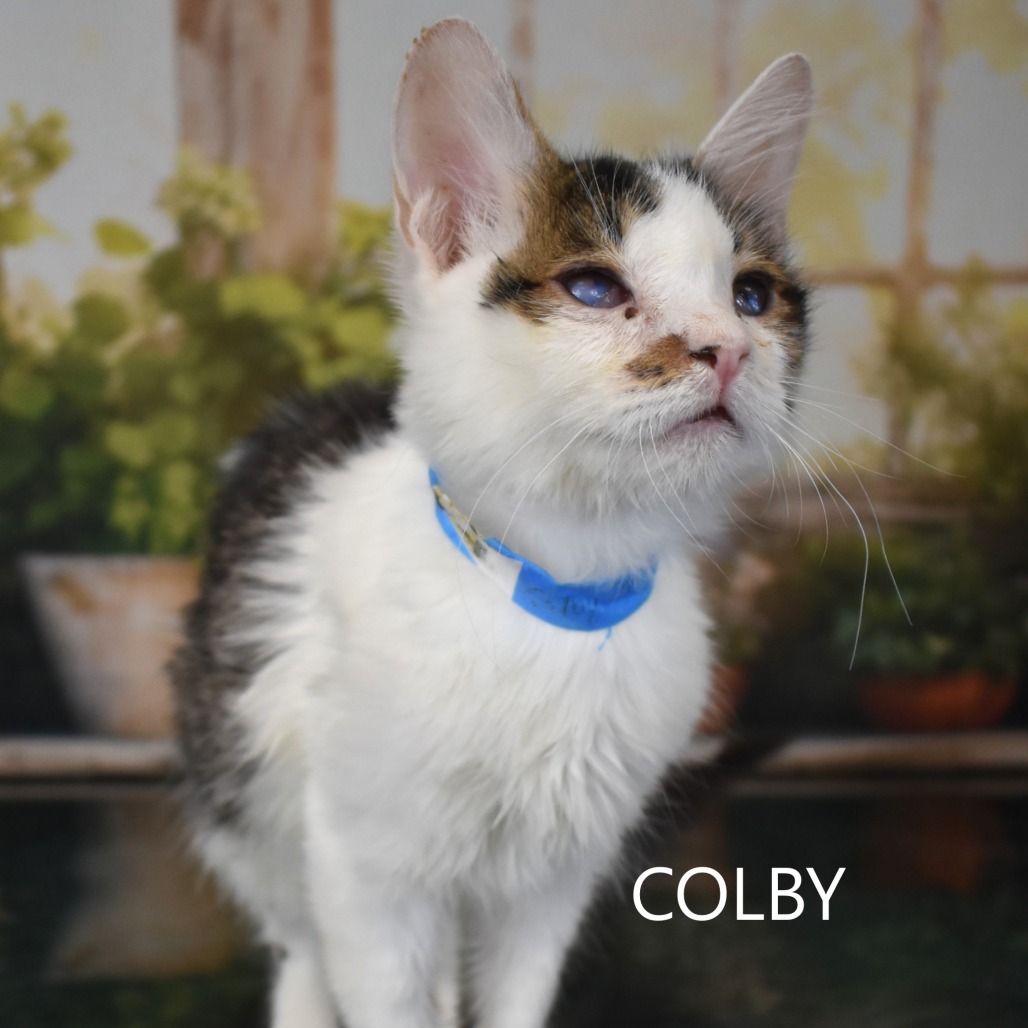 Colby