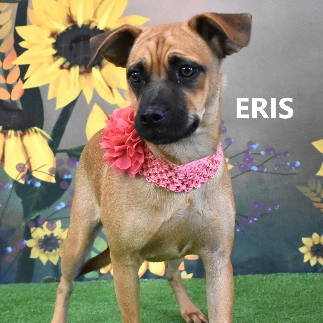 Eris