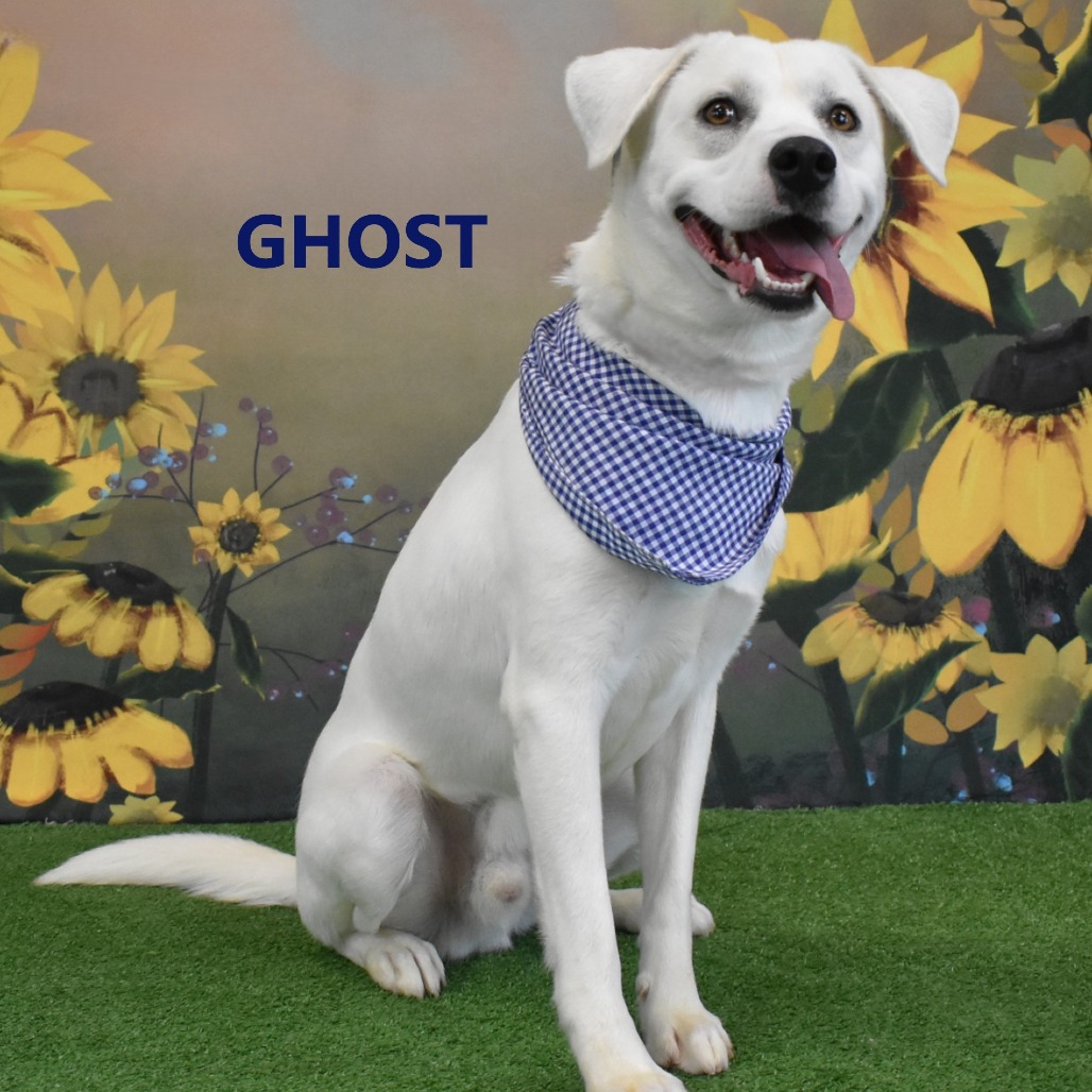 Ghost