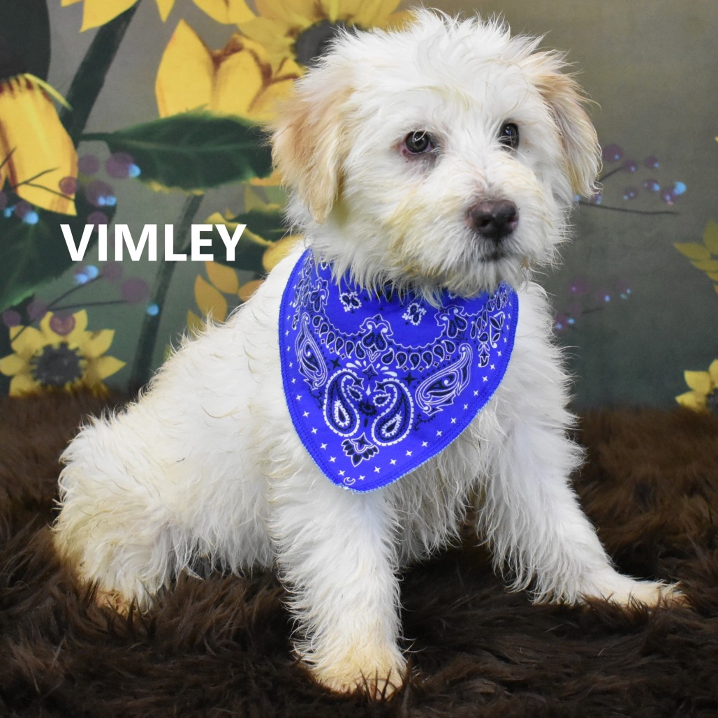 Vimley
