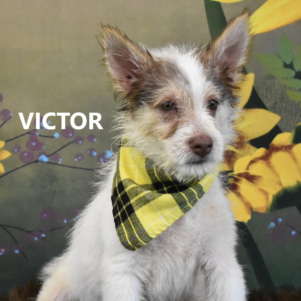 Victor