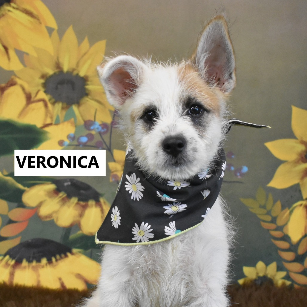 Veronica
