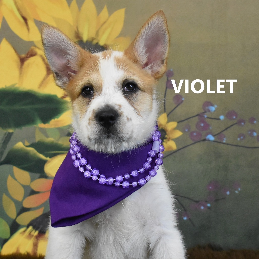 Violet