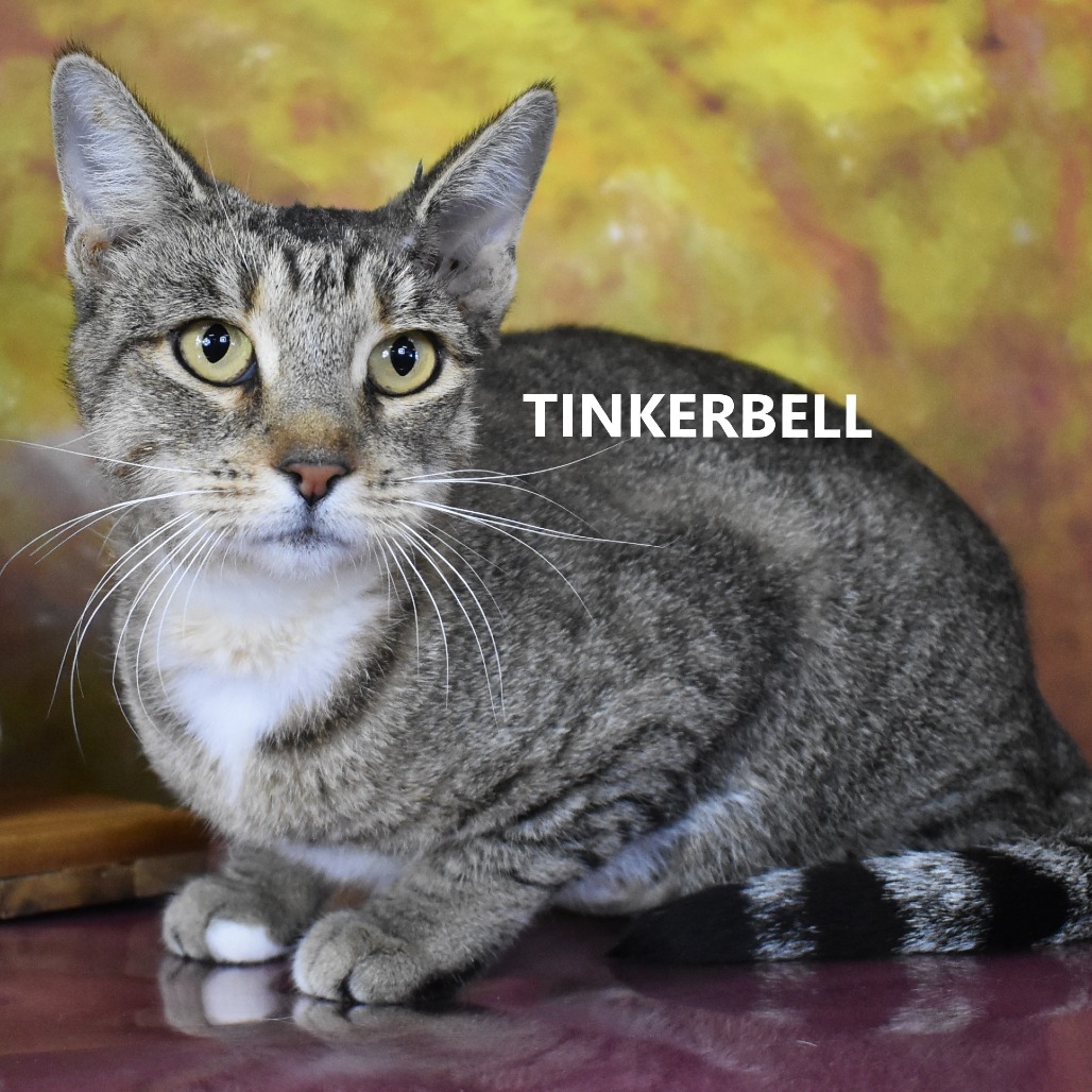 Tinkerbell