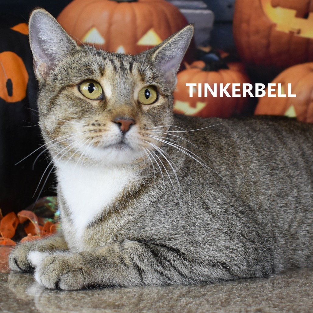 Tinkerbell