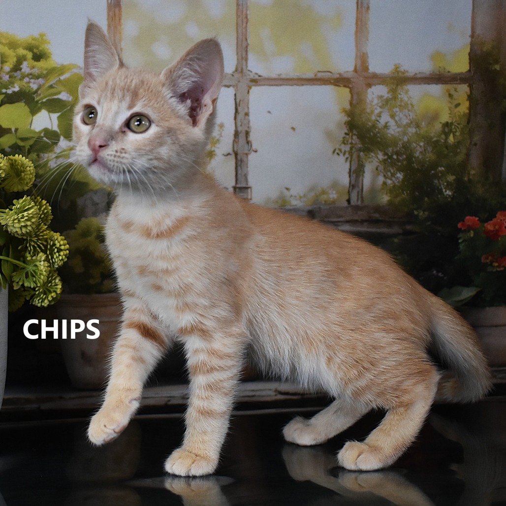 Chips