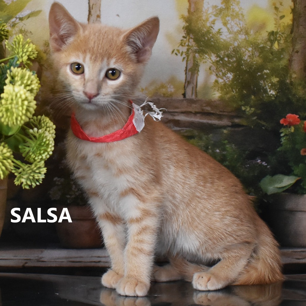 Salsa