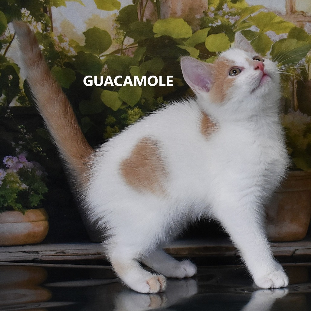 Guacamole