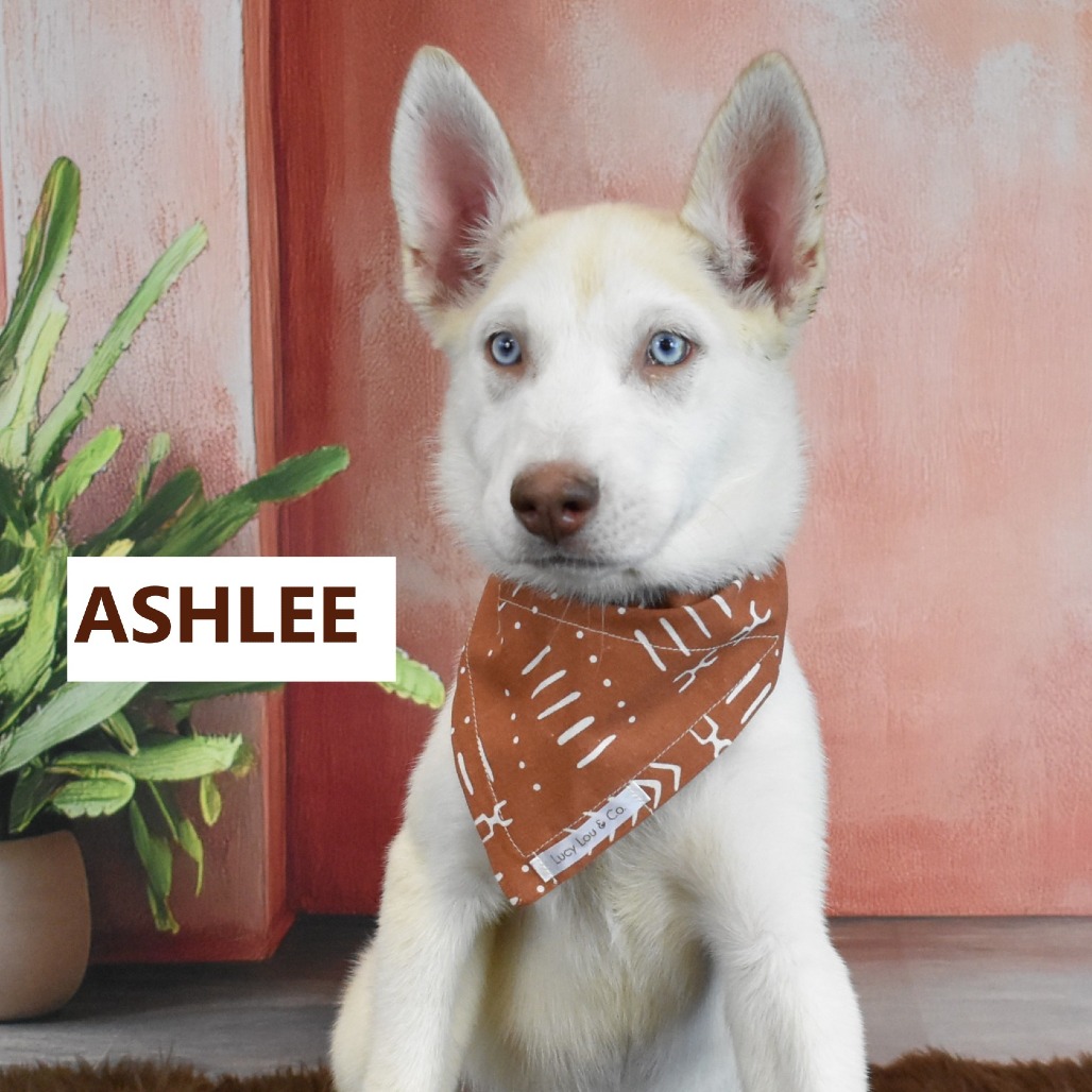 Ashlee 