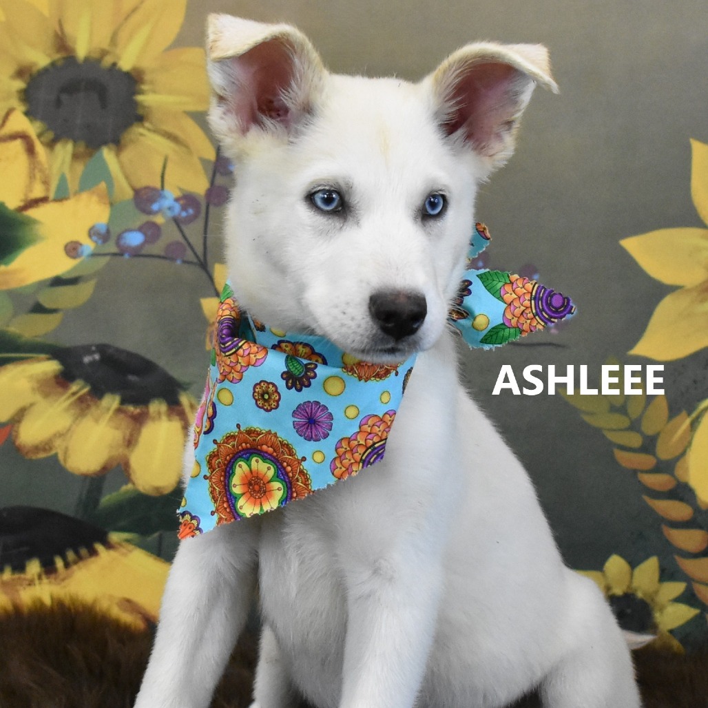 Ashlee 