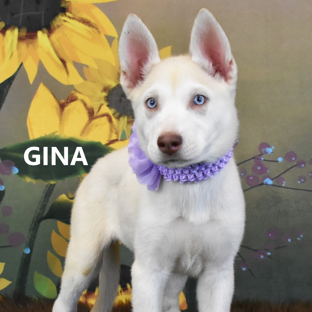 Gina 