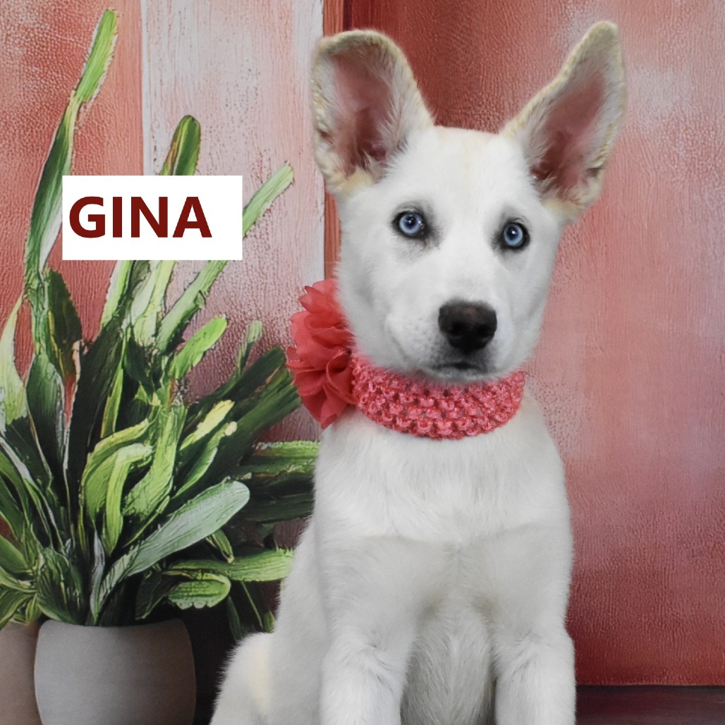 Gina 